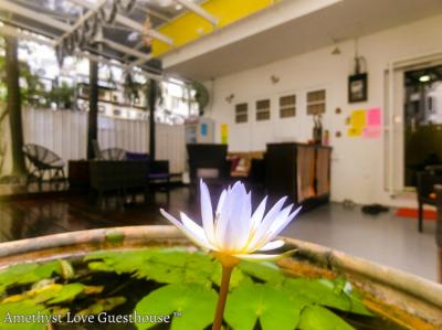 Amethyst Love Homestay Image