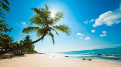 Palmera Image